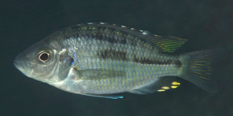 Hemitaeniochromis brachyrhynchus 'Zimbawe Rock'
